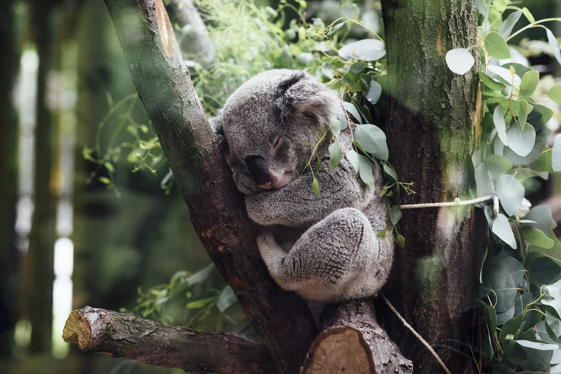 5 Ways to Get Better Sleep According to Ayurvedic Practitioners
