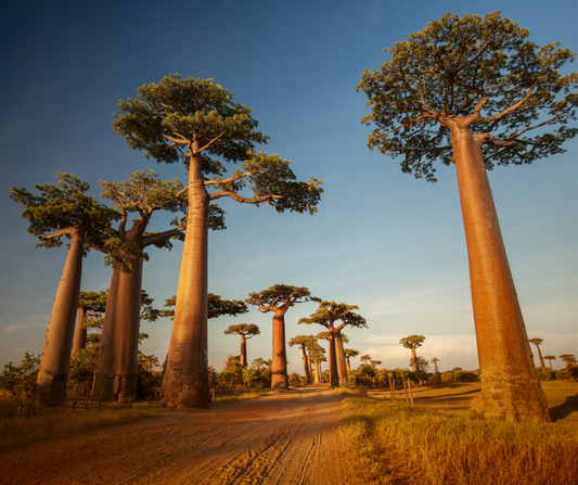 Baobab - Discover the Nutritional Powerhouse: The Benefits of Baobab Fruit