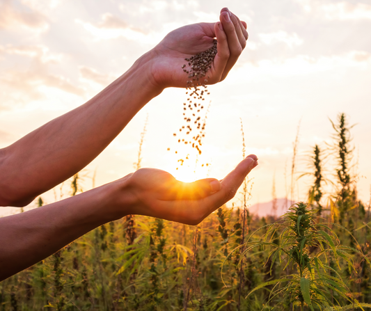 Hemp Protein - From Plant to Protein: The Fascinating Story of Hemp Protein Powder