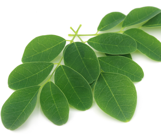 Moringa: Discover the Top 10 Benefits for Beauty, Weight Loss, and More