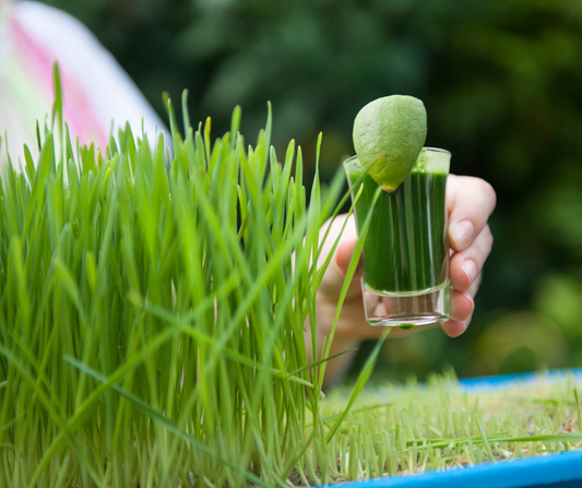 Wheatgrass - Unleashing the Power of Wheatgrass: Our Top Surprising Health Benefits You Need to Know